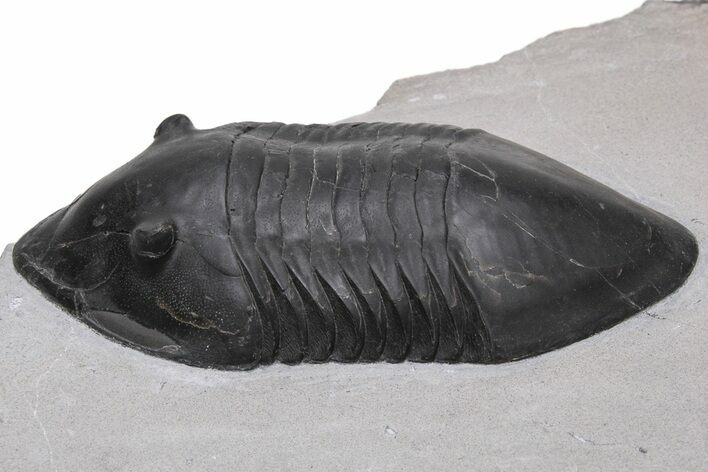 Inflated Isotelus Trilobite - Walcott-Rust Quarry, NY #230190